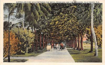 Australian Pine Palm Beach, Florida Postcard