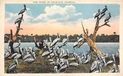 The Home of Pelicans, FL, USA Florida Postcard