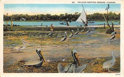 Pelican Nesting Ground, FL, USA Pelicans, Florida Postcard