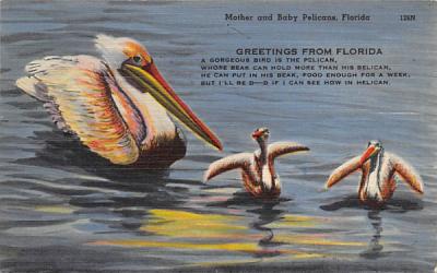 Mother and Baby Pelicans, FL, USA Florida Postcard