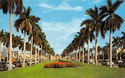 Stately Royal Palms on Royal Poinciana Way Palm Beach, Florida Postcard