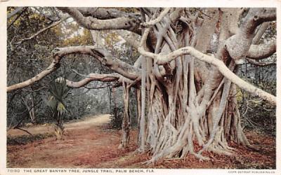 The Great Banyan Tree, Jungle Trail Palm Beach, Florida Postcard