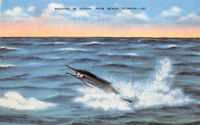 Sailfish in Action Palm Beach, Florida Postcard