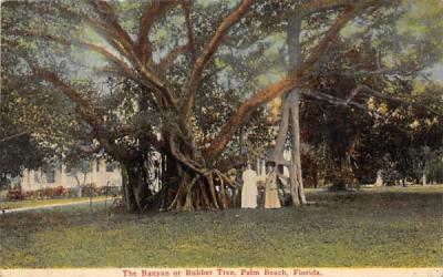 The Banyan or Rubber Tree Palm Beach, Florida Postcard
