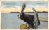 Florida Pelicans, USA Postcard