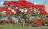 A Royal Poinciana Tree in Full Bloom Palm Beach, Florida Postcard