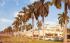 Stately Royal Palms on Royal Poinciana Way Palm Beach, Florida Postcard