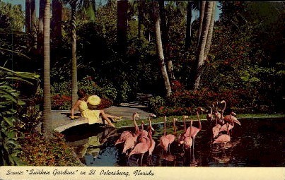 Sunken Gardens - St Petersburg, Florida FL Postcard