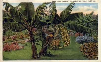 Banana Tree Bearing Fruit - Misc, Florida FL Postcard