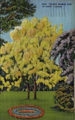 Golden Shower Tree - Misc, Florida FL Postcard