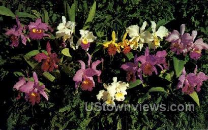 Orchids - St Petersburg, Florida FL Postcard