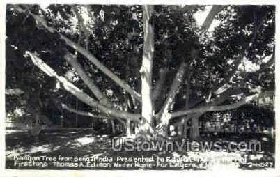 Banyan Tree - Fort Myers, Florida FL Postcard