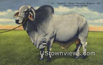 Grand Champion Brahman Bull - Osceola Co, Florida FL Postcard