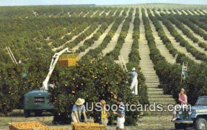 Golden Harvest - Misc, Florida FL Postcard