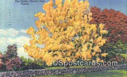Golden Shower Tree - Misc, Florida FL Postcard