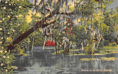 Nature in its Glory Rainbow Springs, Florida Postcard