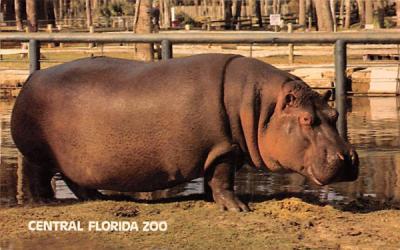 Central Florida Zoo Postcard
