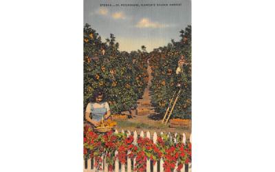 Florida's Golden Harvest Postcard