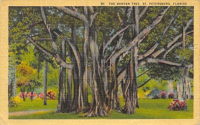 The Banyan Tree St Petersburg, Florida Postcard