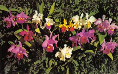 Orchids St Petersburg, Florida Postcard