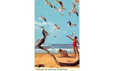 Feeding the Sea Gulls along Florida's Coast Postcard
