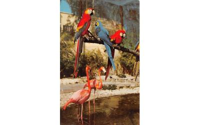Beautiful birds seen in Sunken Gardens St Petersburg, Florida Postcard
