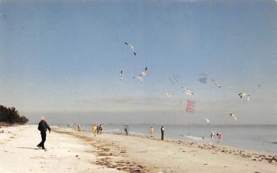 Feeding Sea Gulls on Shell strewn Beach  Sanibel Island, Florida Postcard