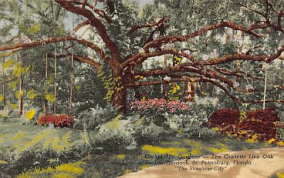The Gigantic Live Oak, Sunken Gardens St Petersburg, Florida Postcard