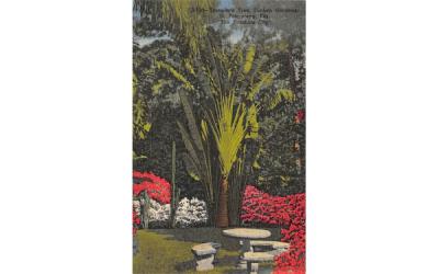 Traveler's Tree, Sunken Gardens St Petersburg, Florida Postcard