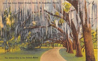 Live Oak Drive, Oldest Orange Grove St Augustine, Florida Postcard