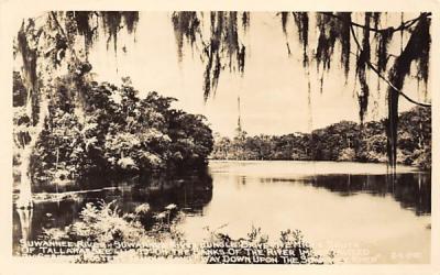 Suwannee River Florida Postcard