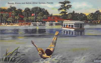 Beauty Above and Below Silver Springs, Florida Postcard
