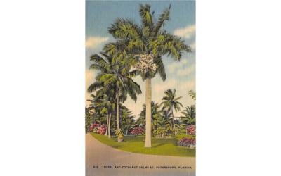 Royal and Cocoanut Palms   St Petersburg, Florida Postcard