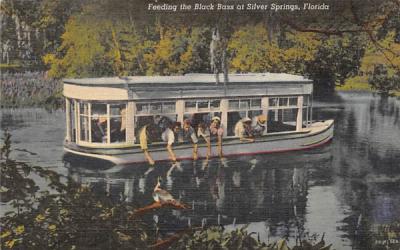 Feeding the Black Bass at Silver Springs, FL, USA Florida Postcard
