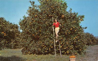 Just right for picking, says Model Jan Williams Silver Springs, Florida Postcard
