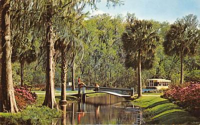 Beautiful azalea borders the banks of a small stream Silver Springs, Florida Postcard