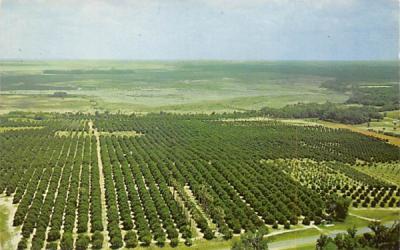 Air View of Silver Springs Groves, FL, USA Florida Postcard