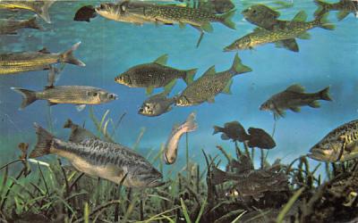 A few of the more than 35 varieties of fresh-water fish Silver Springs, Florida Postcard