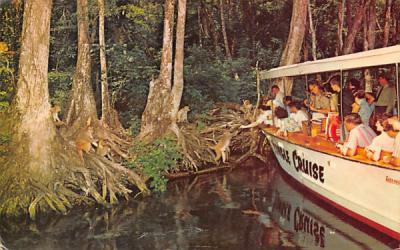 Passengers on Jungle Cruise, wild Tarzan monkey Silver Springs, Florida Postcard