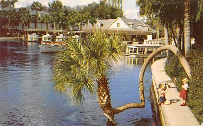 Beautiful River Scene Silver Springs, Florida Postcard