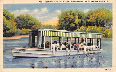 Feeding Fish From Glass Bottom Boat Silver Springs, Florida Postcard