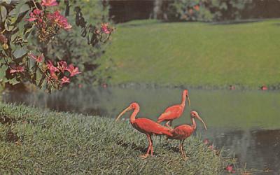 Scarlet Ibis and Bauhinia Orchid Tree Sarasota, Florida Postcard