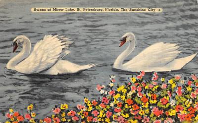 Swans at Mirror Lake St Petersburg, Florida Postcard