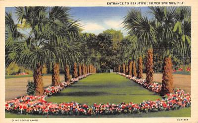 Entrance to Beautiful Silver Springs, FL, USA Florida Postcard