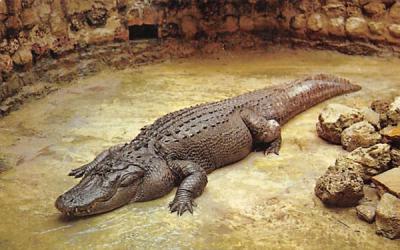 Huge Florida Alligator Postcard