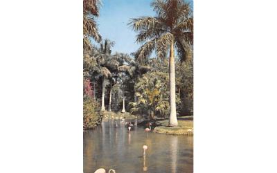 Flamingos and Palms Sarasota, Florida Postcard