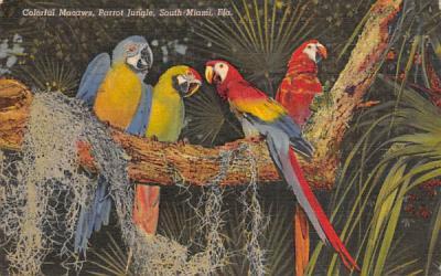 Colorful Macaws, Parrot Jungle South Miami, Florida Postcard