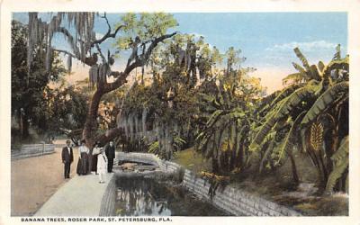 Banana Trees, Roser Park St Petersburg, Florida Postcard