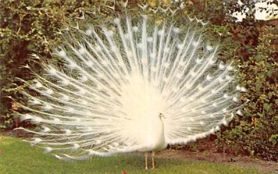 White Peacock, world-famous Sarasota Jungle Garden Florida Postcard