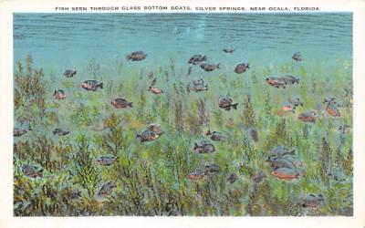 Fish Seen Through Glass Bottom Boats Silver Springs, Florida Postcard